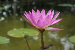 盂蘭盆法會_181025_0014