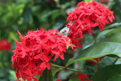 盂蘭盆法會_181025_0020