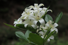 盂蘭盆法會_181025_0021