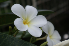 盂蘭盆法會_181025_0036